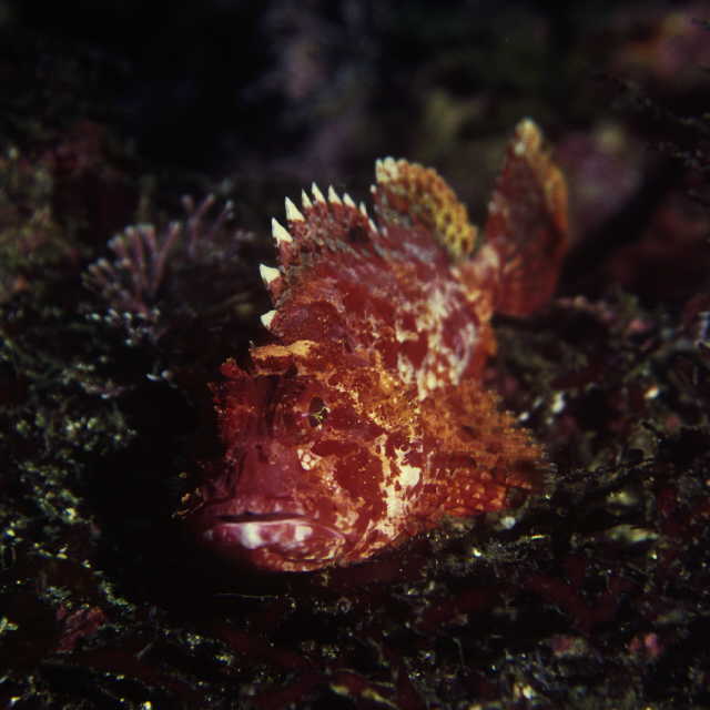 Scorpaena miostoma